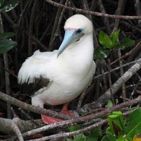 Red footed Booby at  Isla Genovesa