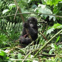 Curious young gorilla at Bwindi Impenetrable National Park