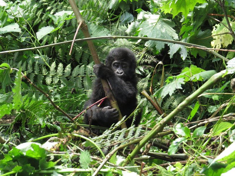Bwindi Impenetrable National Park by Els Slots