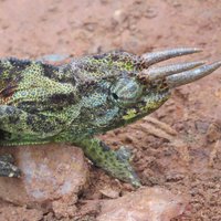 Chameleon near Bwindi