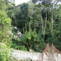 A pleasant forest trail at Rwenzori
