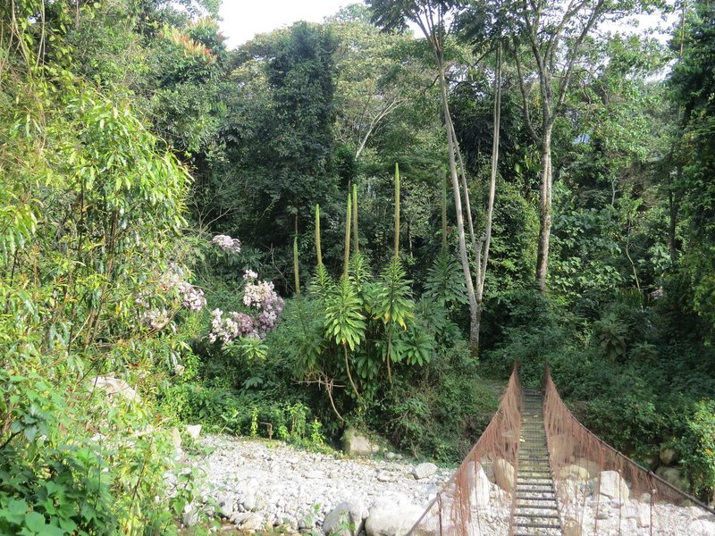 A pleasant forest trail at Rwenzori