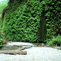 Fern Canyon (Redwoods)