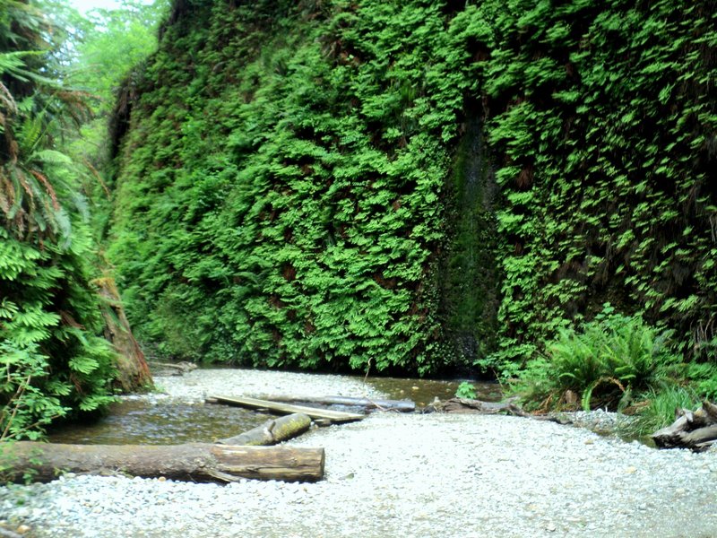 Fern Canyon (Redwoods)