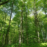 Hainich Beech Forests