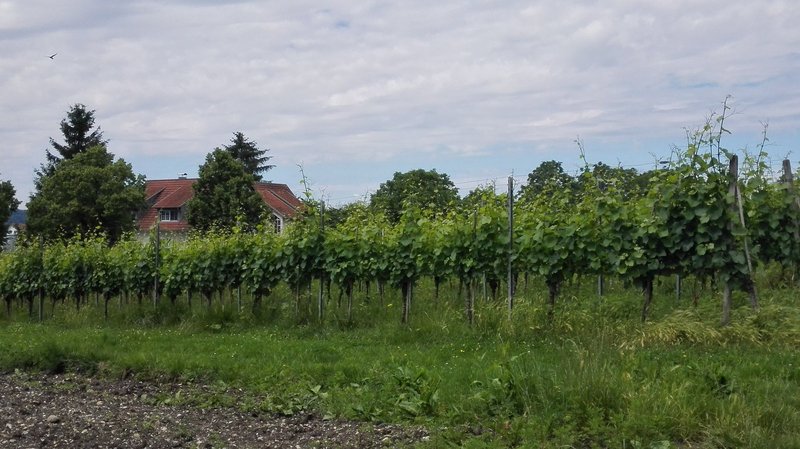 Reichenau vineyards