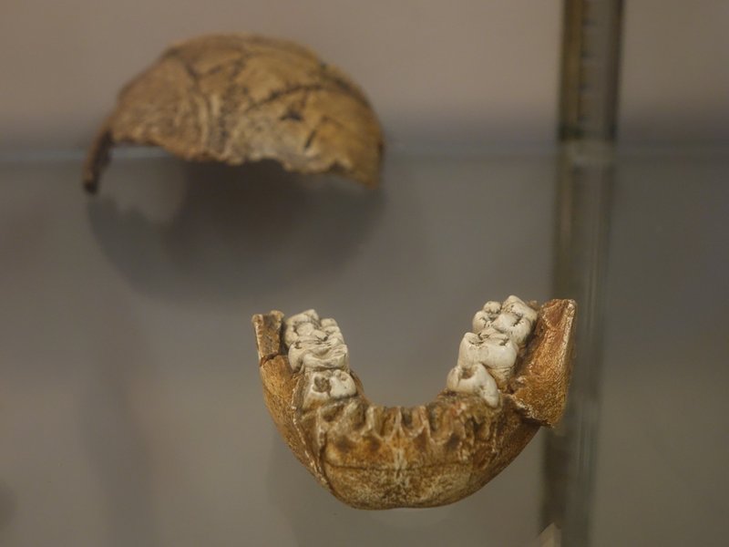 Fossil Hominid Sites - Skull fragments of a Australopithecus africanus