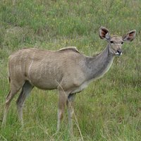 Female Greater Kudu at iSimangaliso