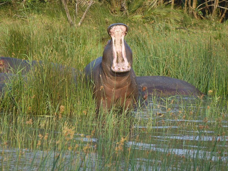 Hippo in iSimangaliso
