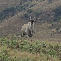 Eland at Drakensberg