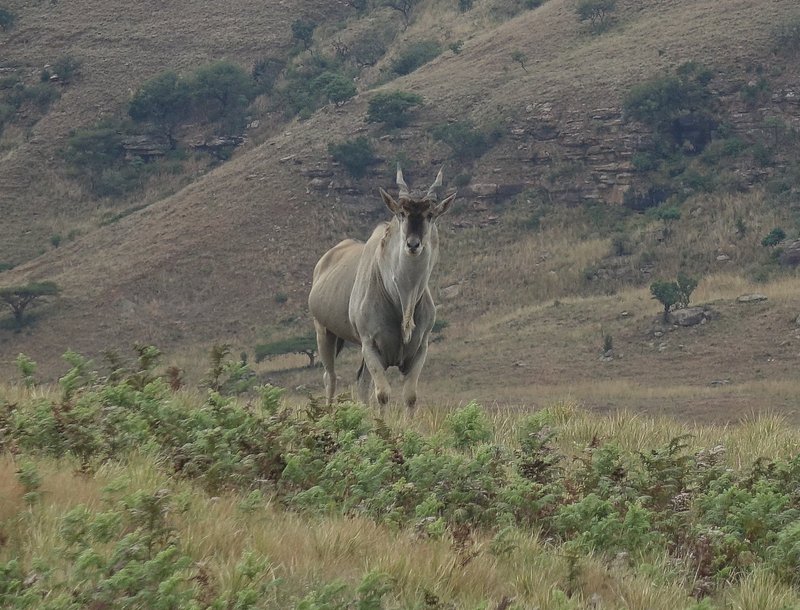Eland at Drakensberg