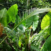 Lush and green Rock Islands