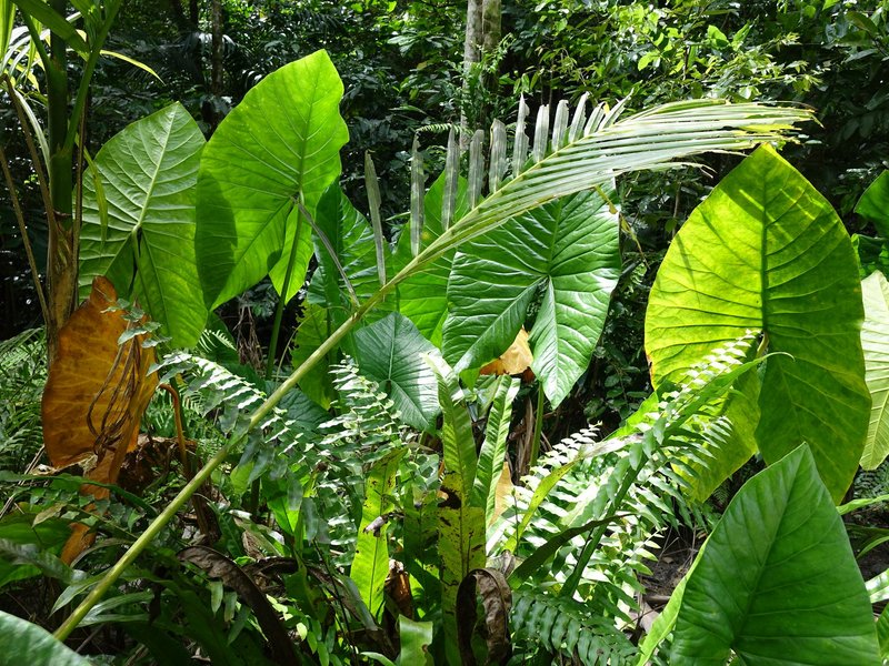 Lush and green Rock Islands
