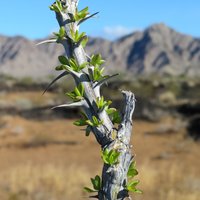 El Pinacate