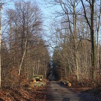 Par force hunting landscape - the forest of Store Dyrehave