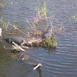 Everglades by Philip T.K.