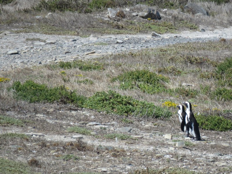 Jackass penguins at Robben Island