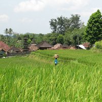 Bali rice fields