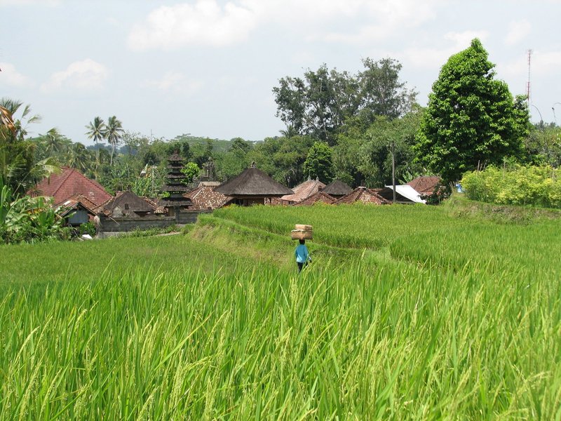 Bali rice fields