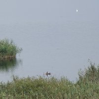Pygmy cormorant at Srebarna