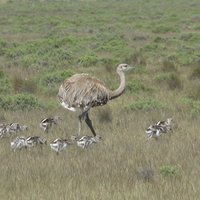 Rhea family at Peninsula Valdes