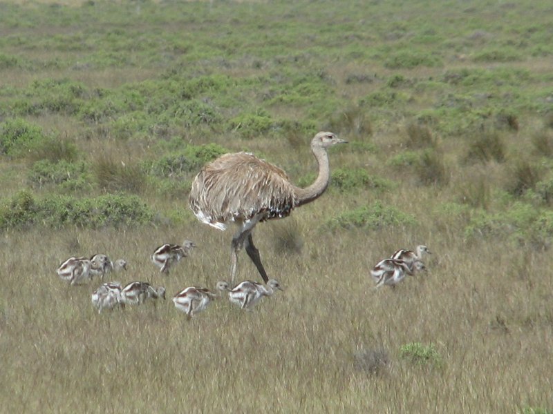 Rhea family at Peninsula Valdes