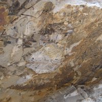 Ischigualasto fossils by Els