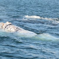 Southern right whales near Peninsula Valdes