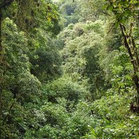 Talamanca Range: Tapanti NP