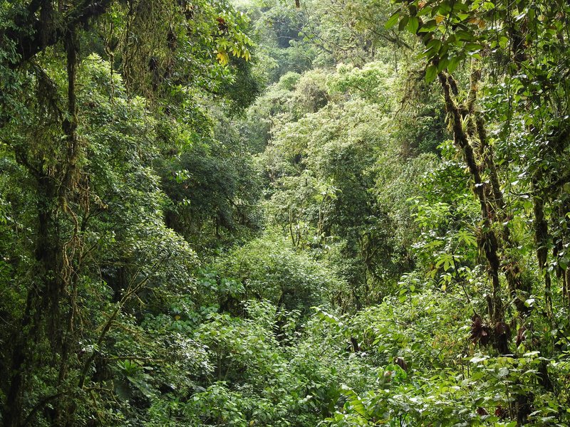 Talamanca Range: Tapanti NP