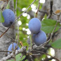 Sary Chelek, Western Tien-Shan