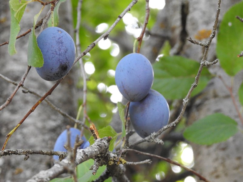 Sary Chelek, Western Tien-Shan
