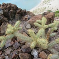 Balandra Zone (Gulf of California)