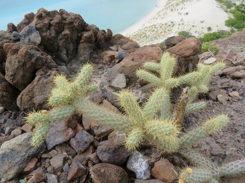 Balandra Zone (Gulf of California)