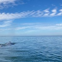 Whale Sanctuary of El Vizcaino by Els Slots