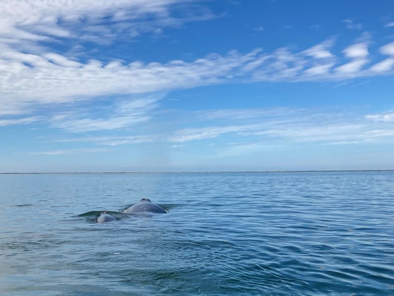 Whale Sanctuary of El Vizcaino by Els Slots