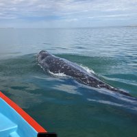 Whale Sanctuary of El Vizcaino