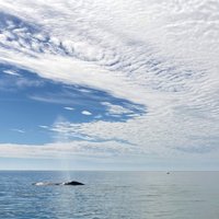 Whale Sanctuary of El Vizcaino