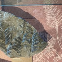 Joggins Fossil Cliffs