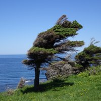 Green Gardens, Gros Morne NP