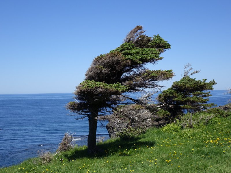 Green Gardens, Gros Morne NP