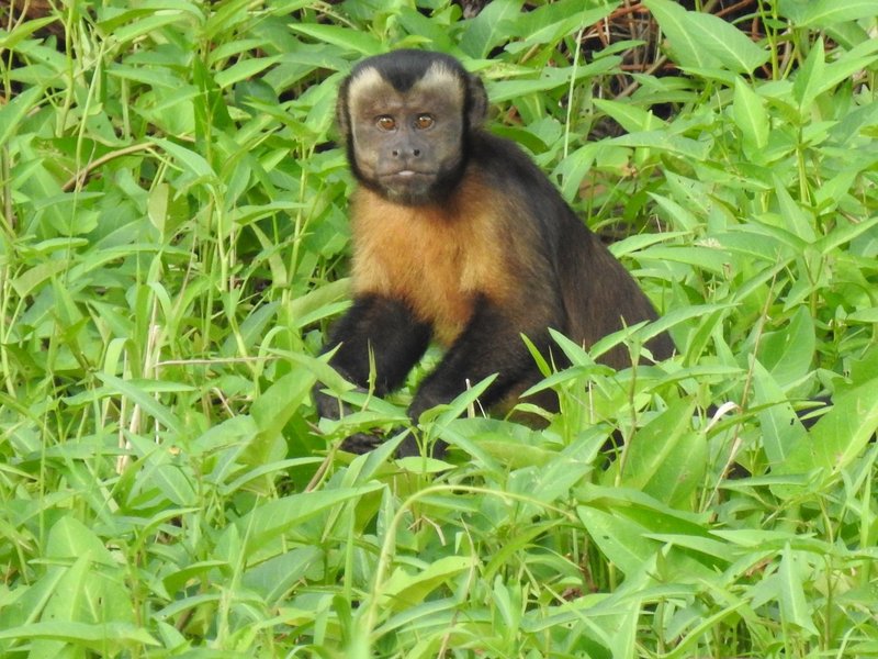 Central Amazon Mamiraua Reserve
