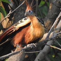 Hoatzin at Mamiraua Reserve