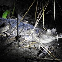 Crocodile at Mamiraua Reserve