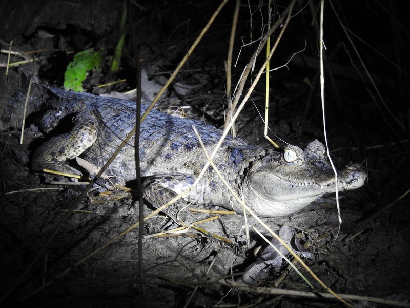 Central Amazon Mamiraua Reserve (Crocodile)