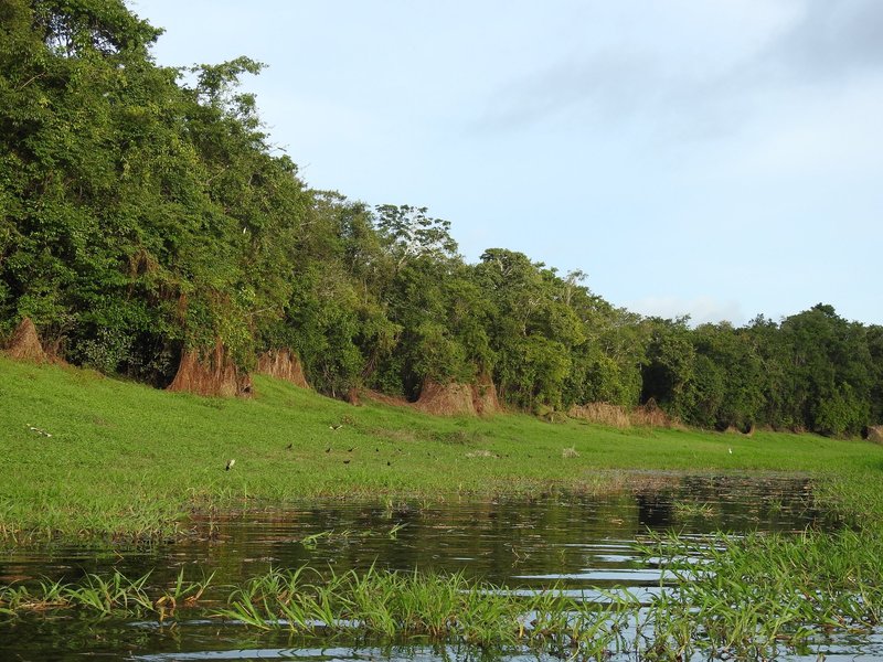 Central Amazon Mamiraua Reserve