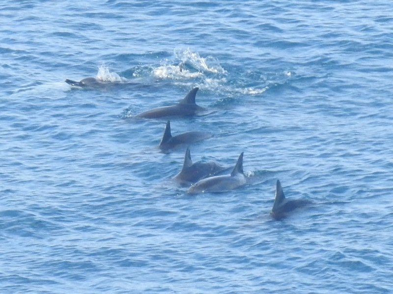 Dolphins at Fernando de Noronha