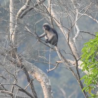 Banded leaf monkey at Kui Buri (Kaeng Krachan)