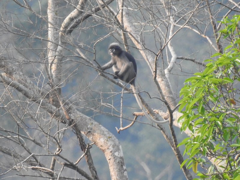 Banded leaf monkey at Kui Buri (Kaeng Krachan)