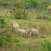 Elephants at Kui Buri (Kaeng Krachan)